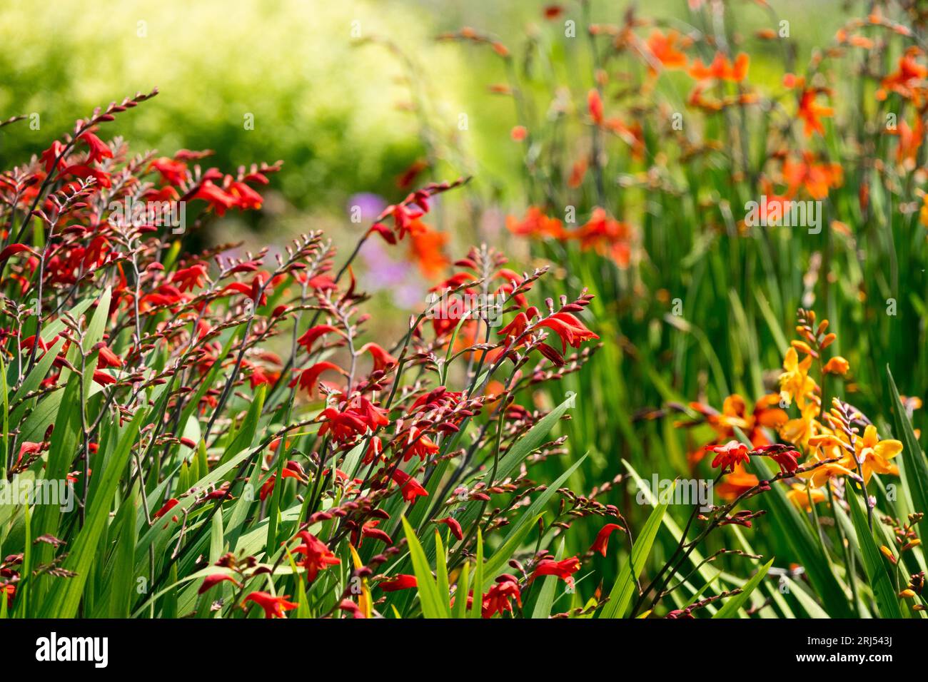 Crocosmia im Garten Crocosmias Rot Orange mehrjährige Pflanzen Blumen Border Garden August Sommer blühend Crocosmias Bunte krautige Kanten Grün Stockfoto