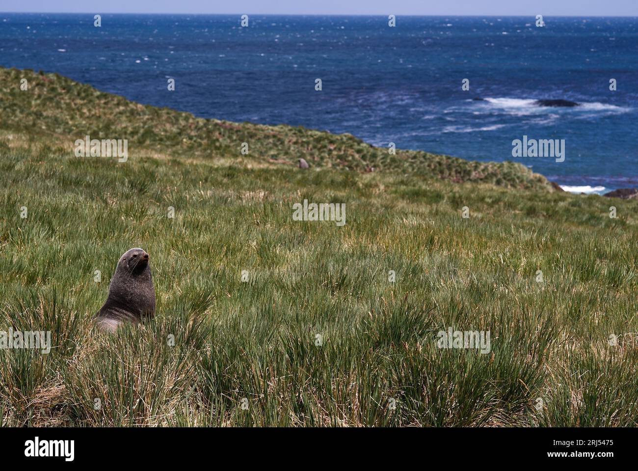 Eine Pelzrobbe im Strumpfgras Stockfoto