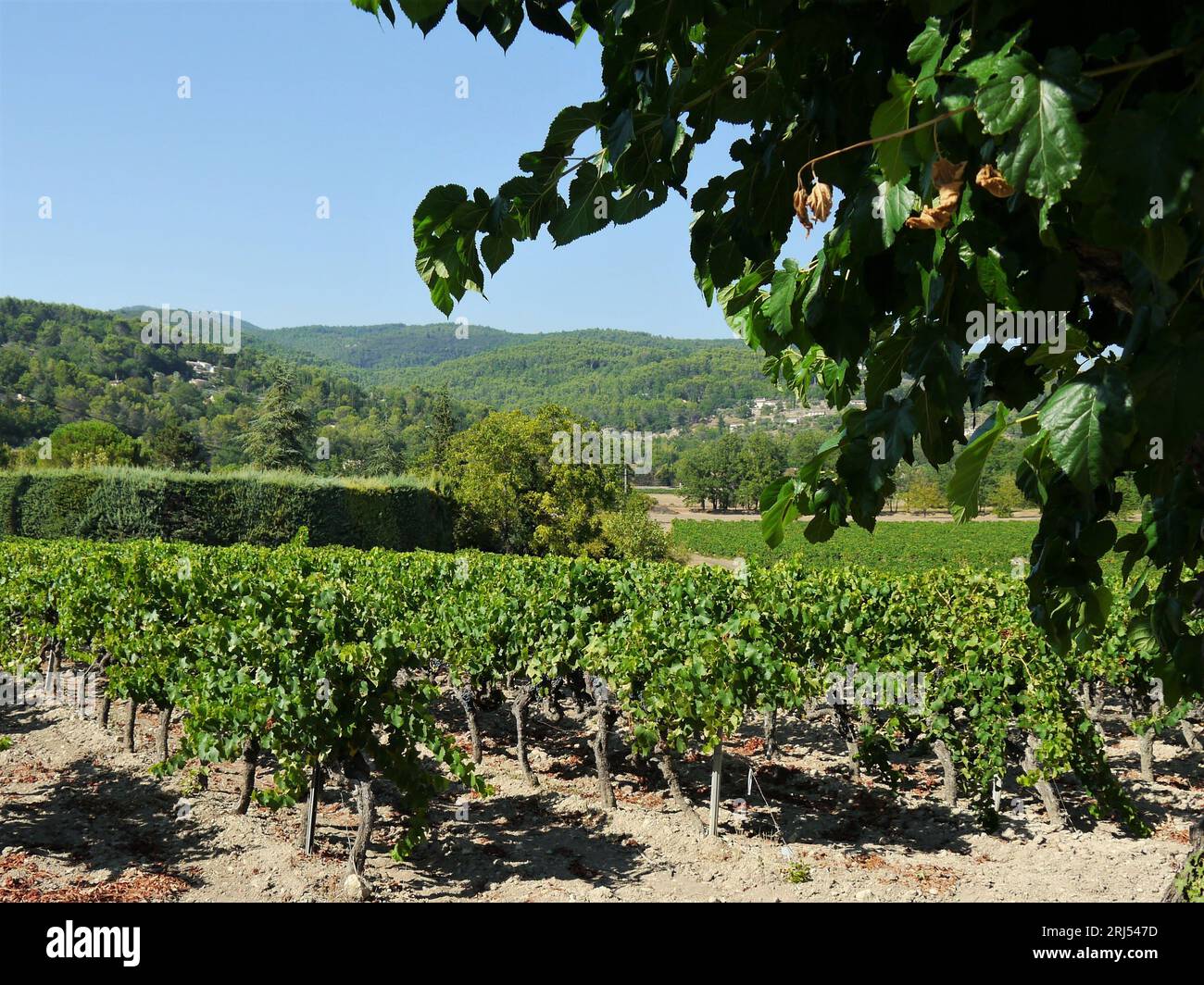 Blick in die hügelige Landschaft der Provence, Südfrankreich, Weinberg in der Bildmitte, Hügel im verschwommenen Hintergrund, im Vordergrund l Stockfoto