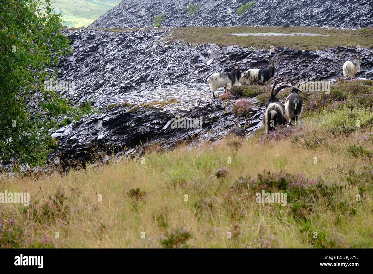 Wildziegen im Schieferbruch Dinorwig Stockfoto