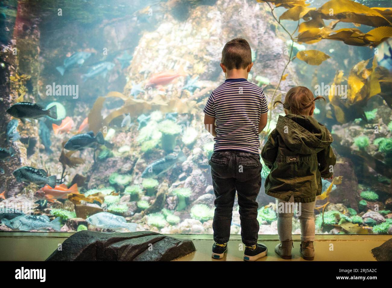 Zwei Kinder, die das Leben im Aquarium betrachten. Stockfoto