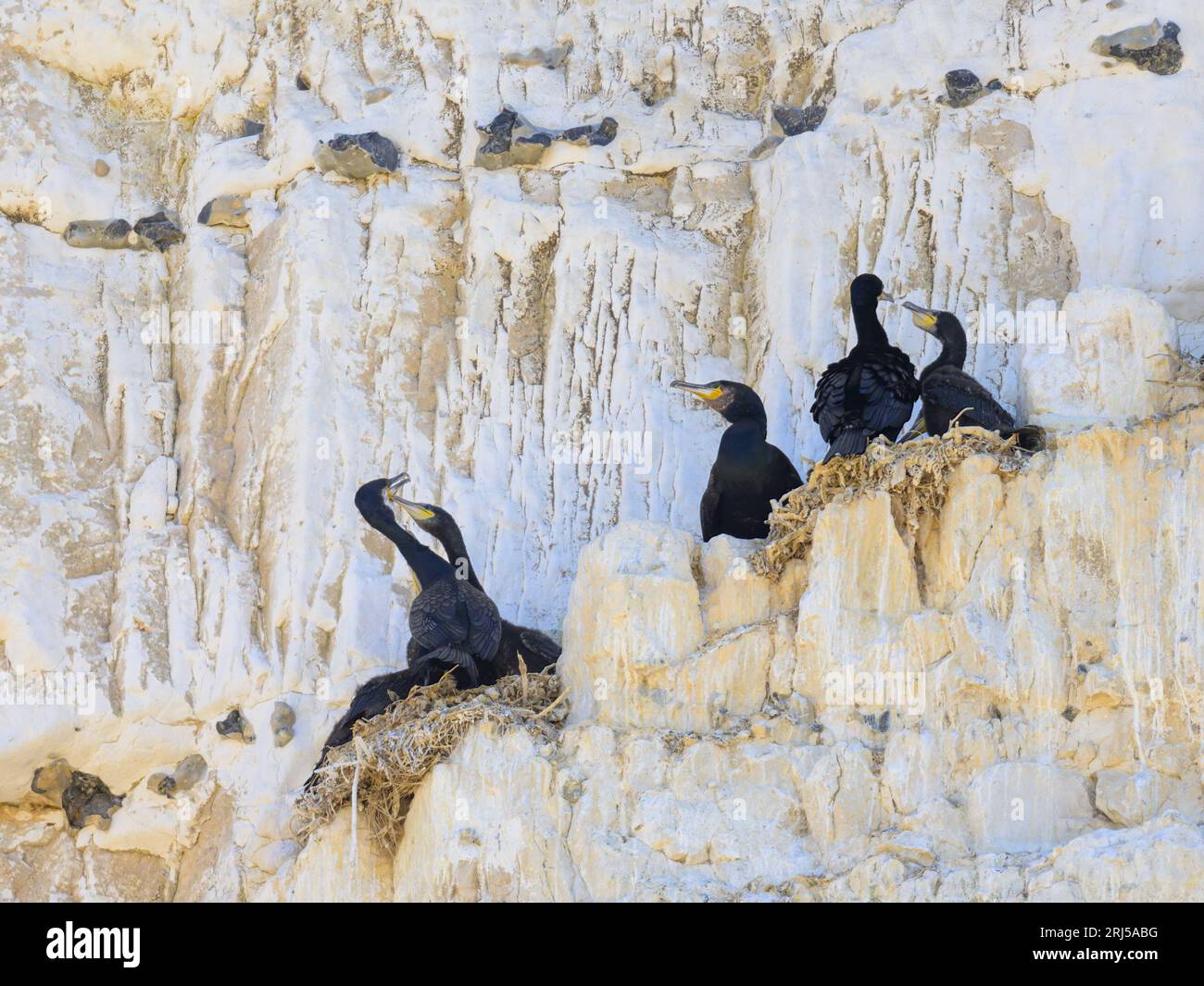 Eine Gruppe großer Kormorane ruht in ihren Nestern auf einer Klippe in der Nähe des Meeres in Nordfrankreich Stockfoto