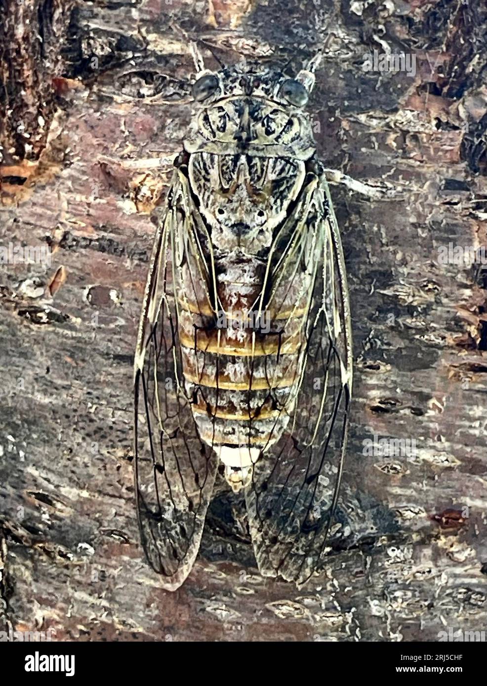 Eine Cicada in Griechenland. Zikaden haben markante Augen weit auseinander, kurze Antennen und membranöse Vorderflügel. Sie haben ein außergewöhnlich lautes Lied, Stockfoto