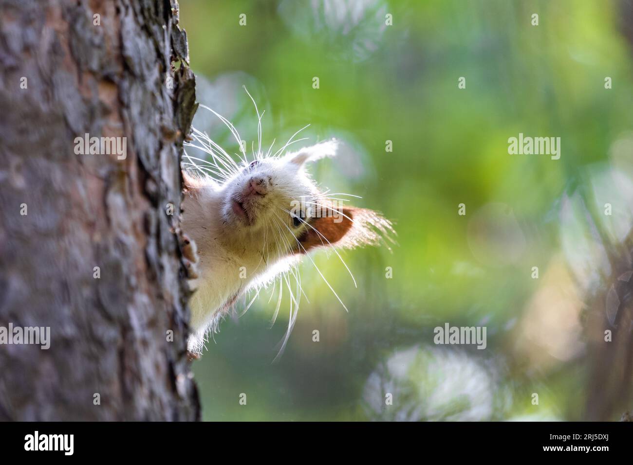 Ein süßes Eichhörnchen thront auf einem Baumstamm und blickt aus einem Loch in der Rinde Stockfoto