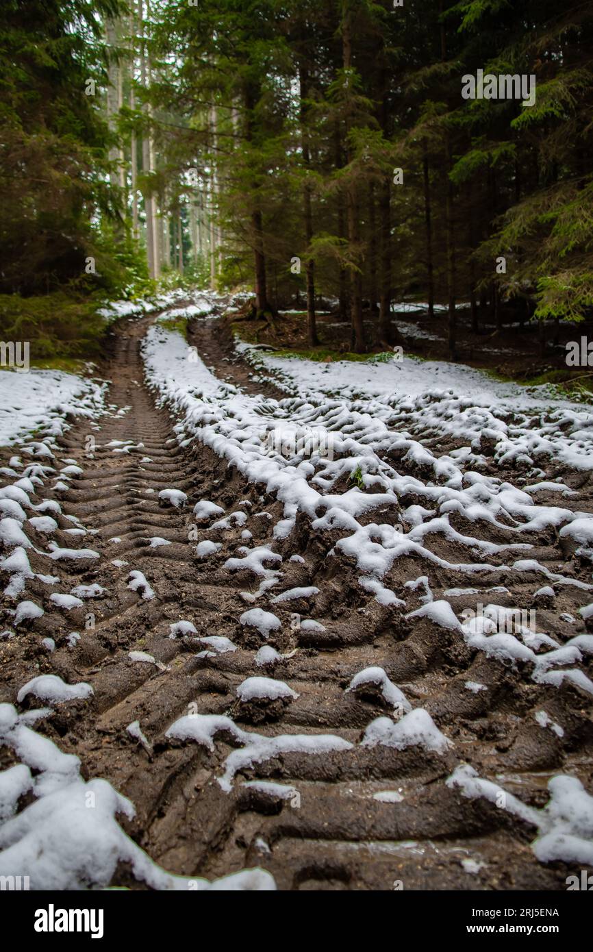 Verlassener Nadelwald Mit Schmalschotterstraße In Niederösterreich (Waldviertel) In Österreich Stockfoto