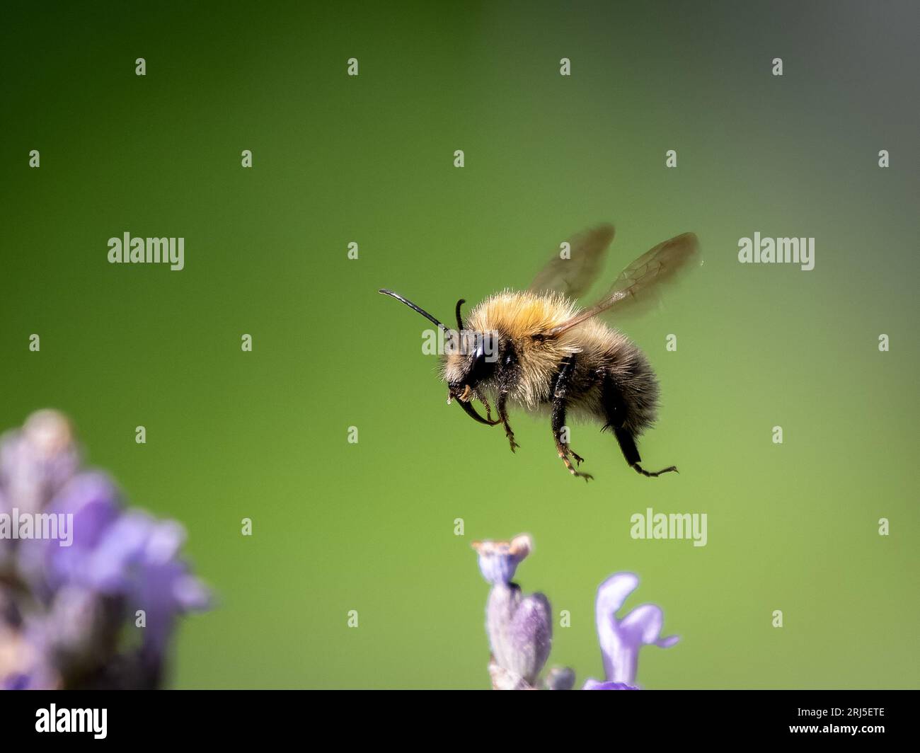Ziemlich beschäftigte Biene. England: HÜBSCHE Bilder, die in Devon aufgenommen wurden, zeigen einige Hummeln, die sich von wunderschönen Lavendelblüten ernähren. Eines der Bilder zeigt die Kommunikation Stockfoto