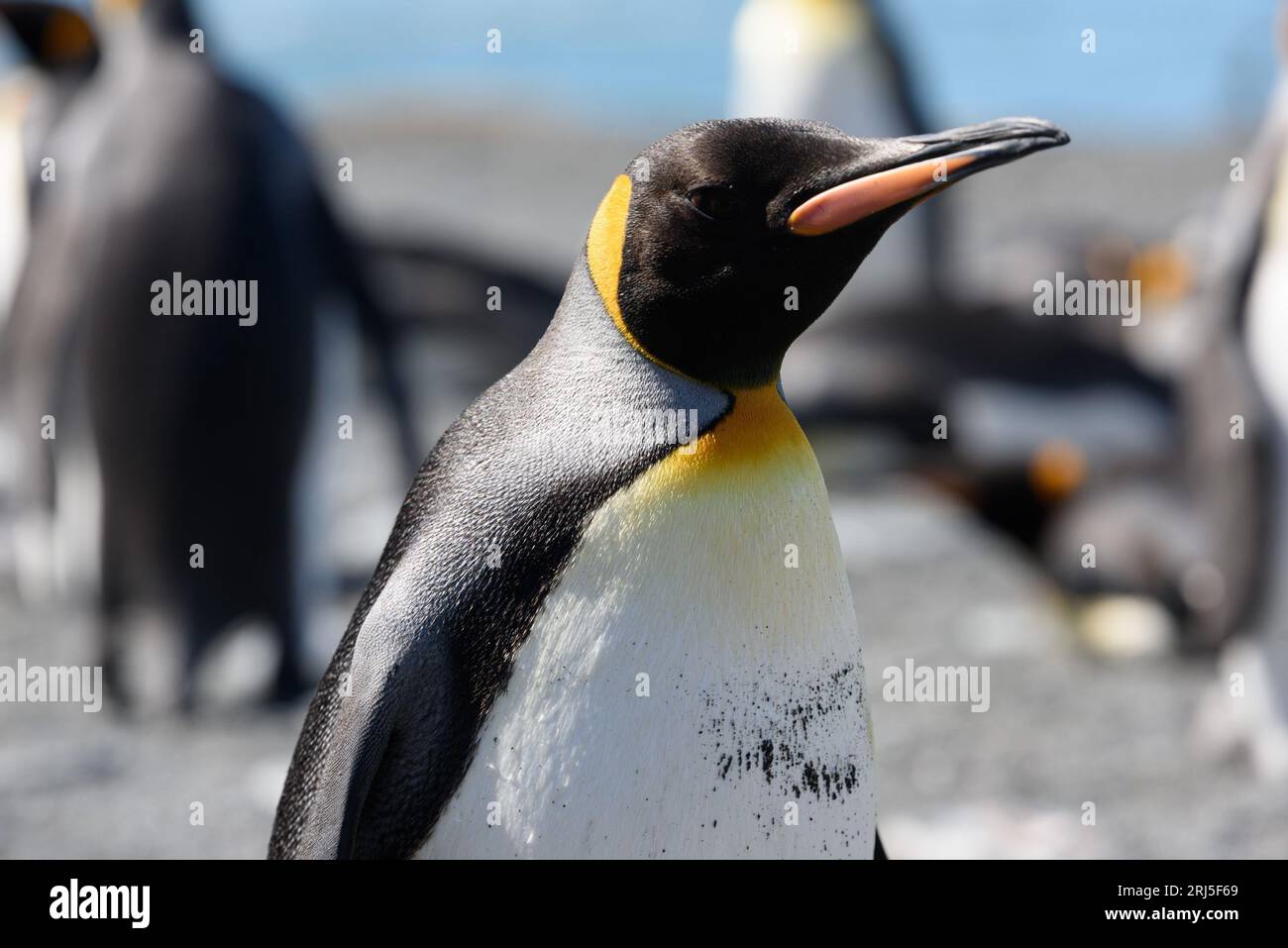 Nahaufnahme eines Porträtfotos eines Königspinguins auf der Insel Südgeorgien - Antarktis-Expedition Stockfoto