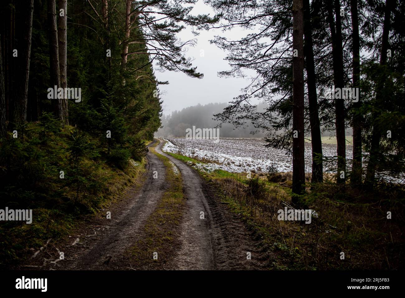 Verlassener Nadelwald Mit Schmalschotterstraße In Niederösterreich (Waldviertel) In Österreich Stockfoto