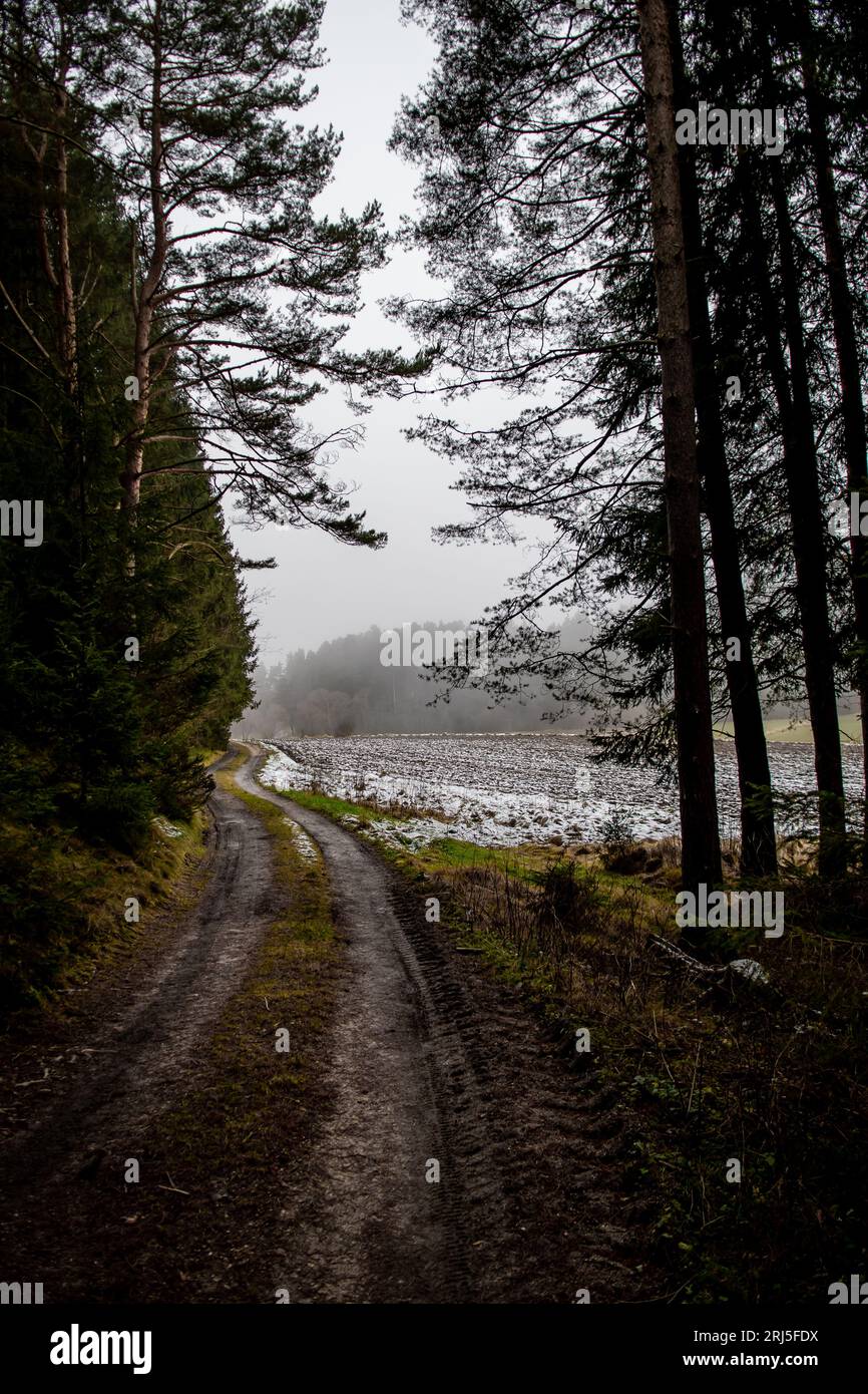 Verlassener Nadelwald Mit Schmalschotterstraße In Niederösterreich (Waldviertel) In Österreich Stockfoto