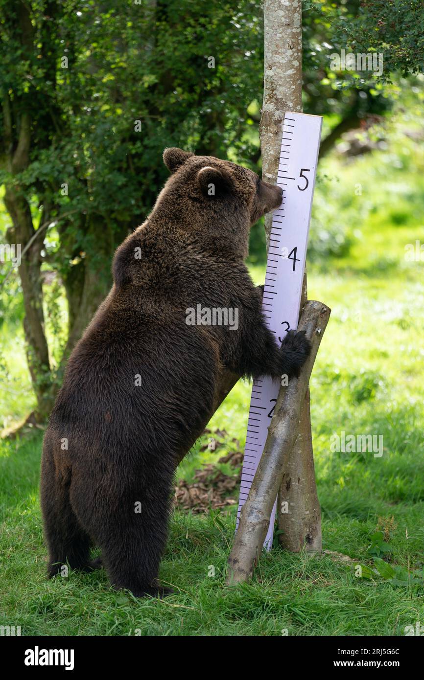 Der Eurasische Braunbär Minnie wird während der jährlichen Bestandsaufnahme im ZSL Whipsnade Zoo in Bedfordshire gemessen. Bilddatum: Montag, 21. August 2023. Stockfoto