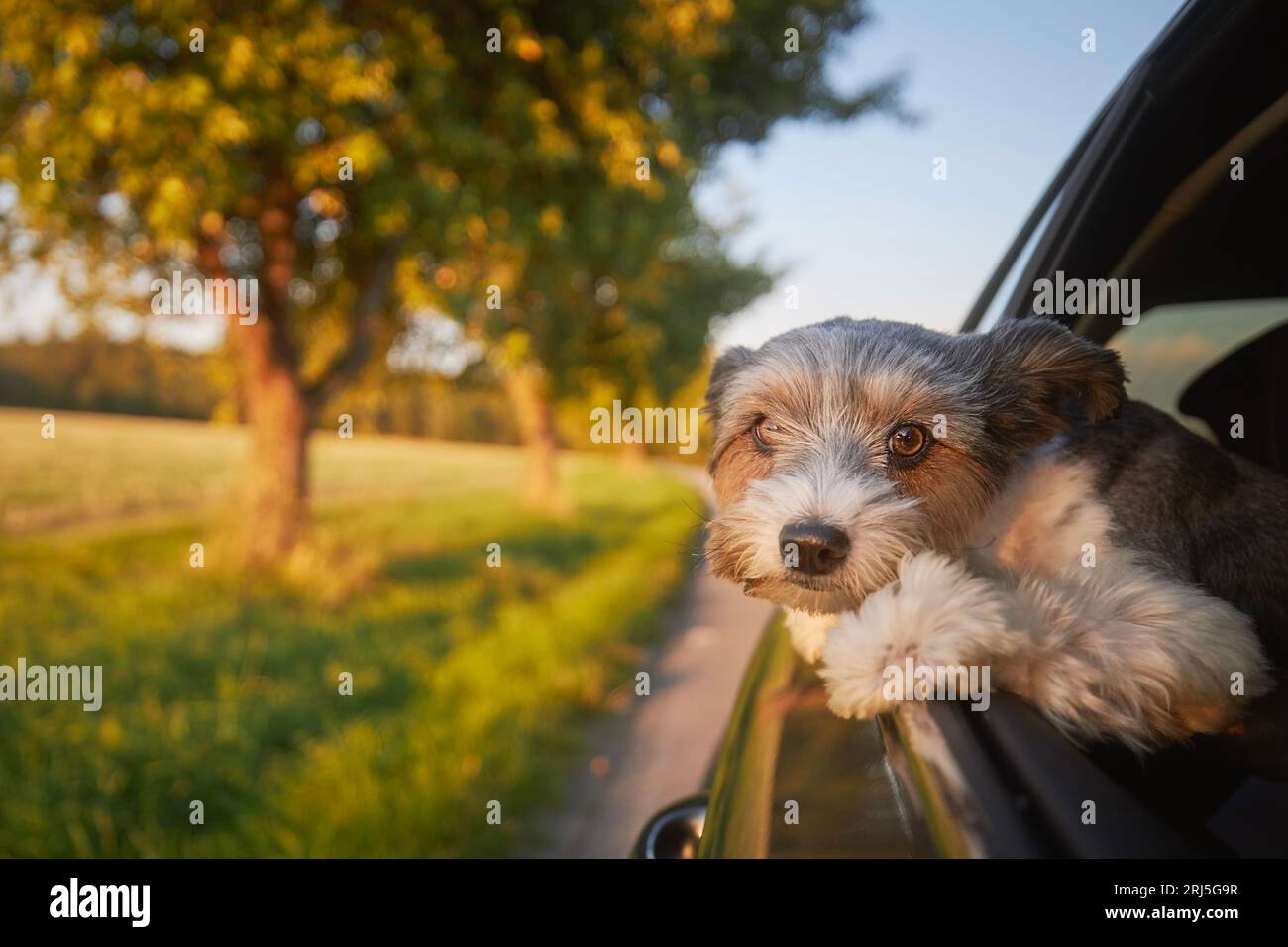 Glücklicher Lap Dog, der aus dem Autofenster schaut. Niedlicher Terrier, der einen Roadtrip an einem sonnigen Sommertag genießt. Stockfoto