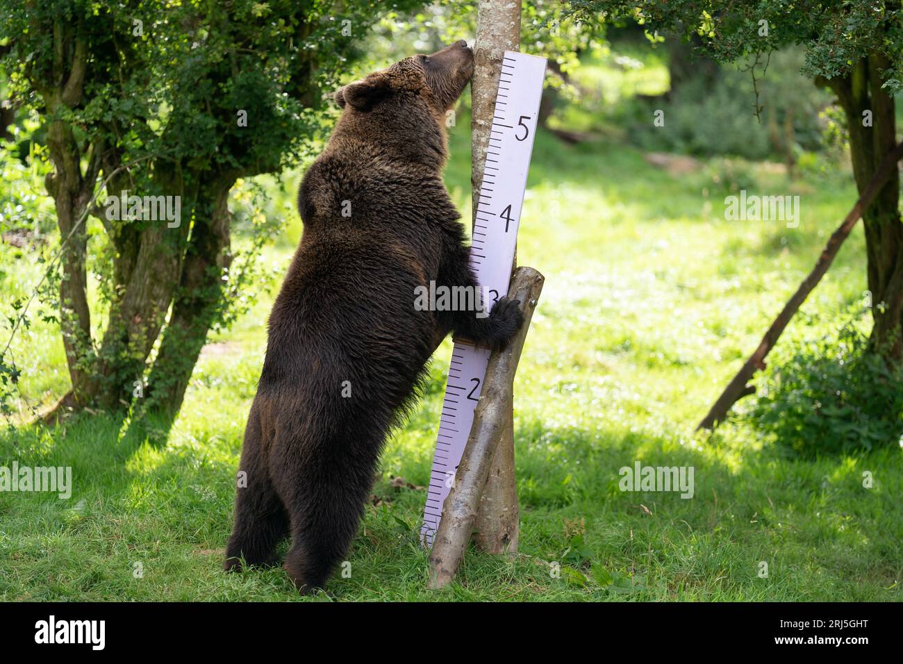 Der Eurasische Braunbär Minnie wird während der jährlichen Bestandsaufnahme im ZSL Whipsnade Zoo in Bedfordshire gemessen. Bilddatum: Montag, 21. August 2023. Stockfoto