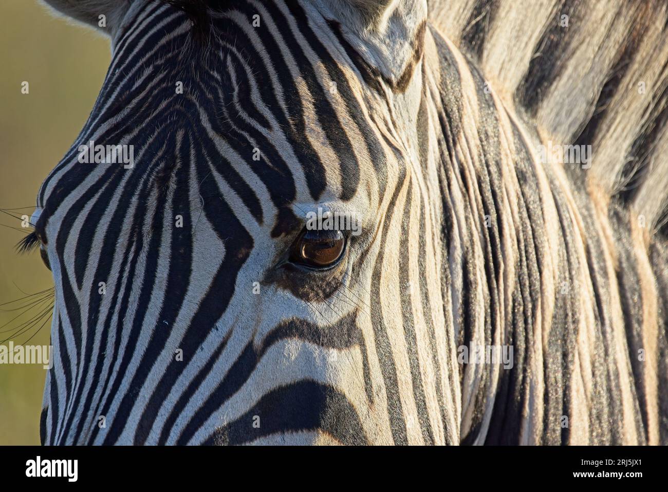 Ein Nahbild eines Zebrakopfes, das das markante schwarz-weiß gestreifte Muster seines Fells zeigt Stockfoto