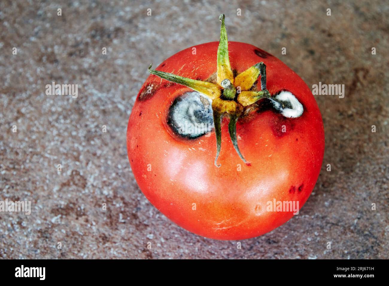 Verfaulte Tomaten auf dem Küchentisch. Nahaufnahme von schlechtem Gemüse Stockfoto