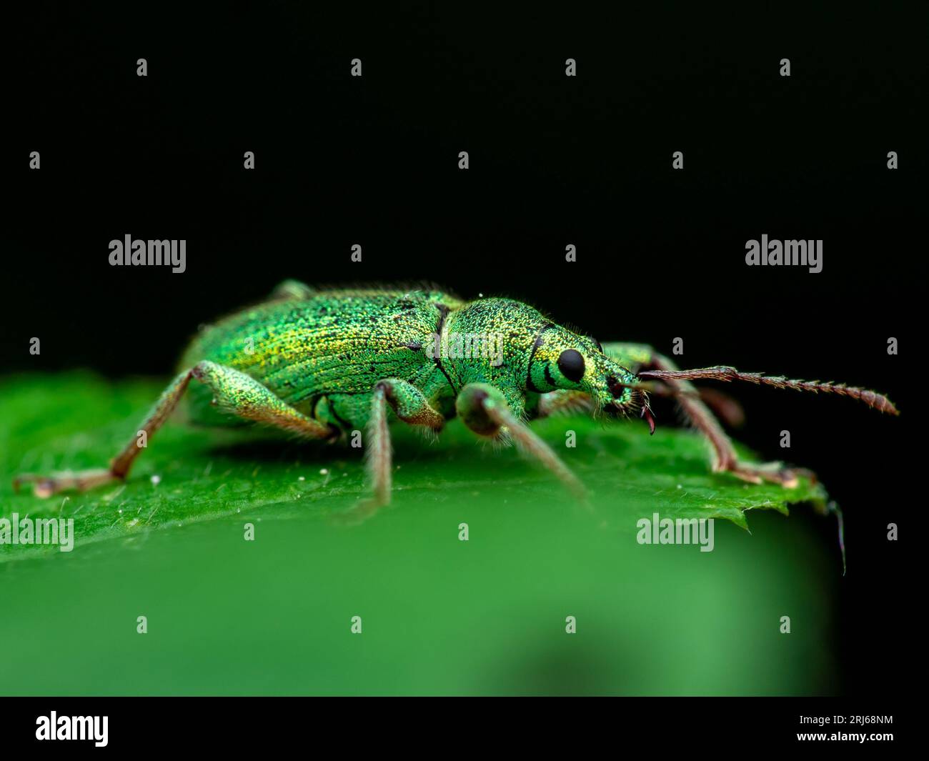 Eine Makroaufnahme eines blassgrünen Weevil-Insekts, das auf einem einzelnen Blatt in einer schattigen Umgebung thront Stockfoto