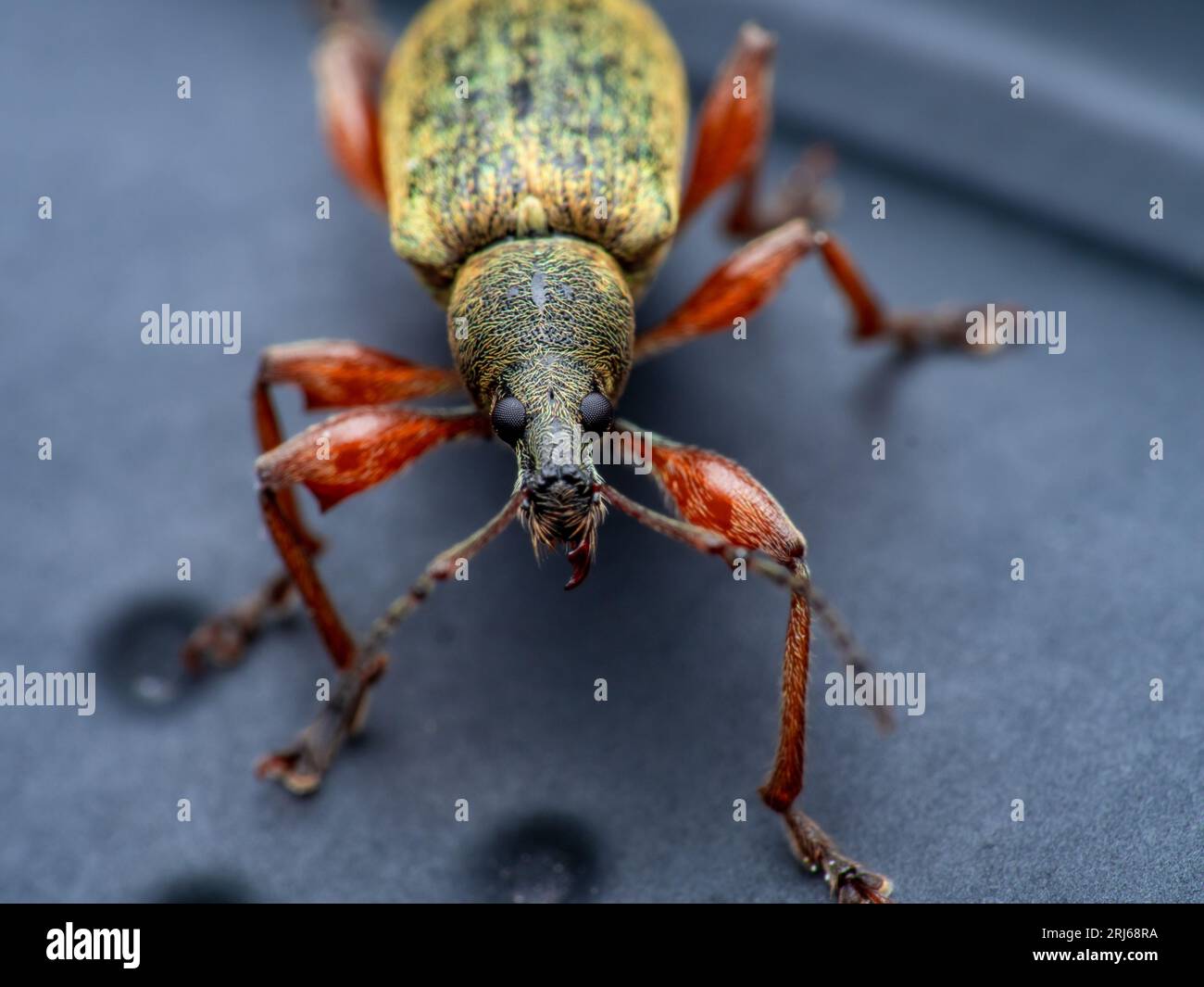 Makroaufnahme eines mit einem Nasen versehenen Insekts mit gelben Beinen Stockfoto