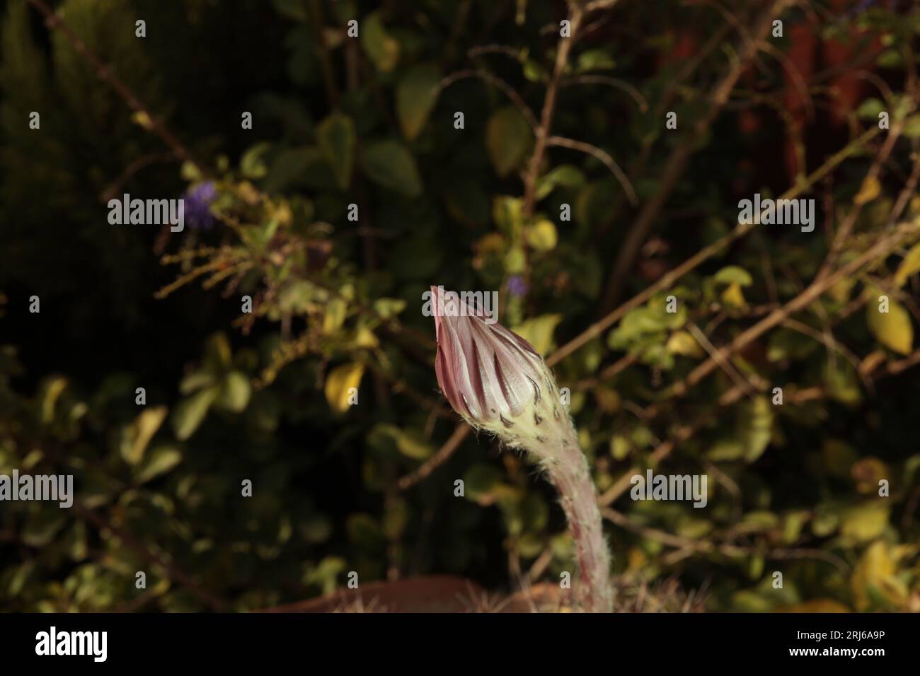 Detailaufnahme eines Kaktus-Wurms aus Cereus Stockfoto