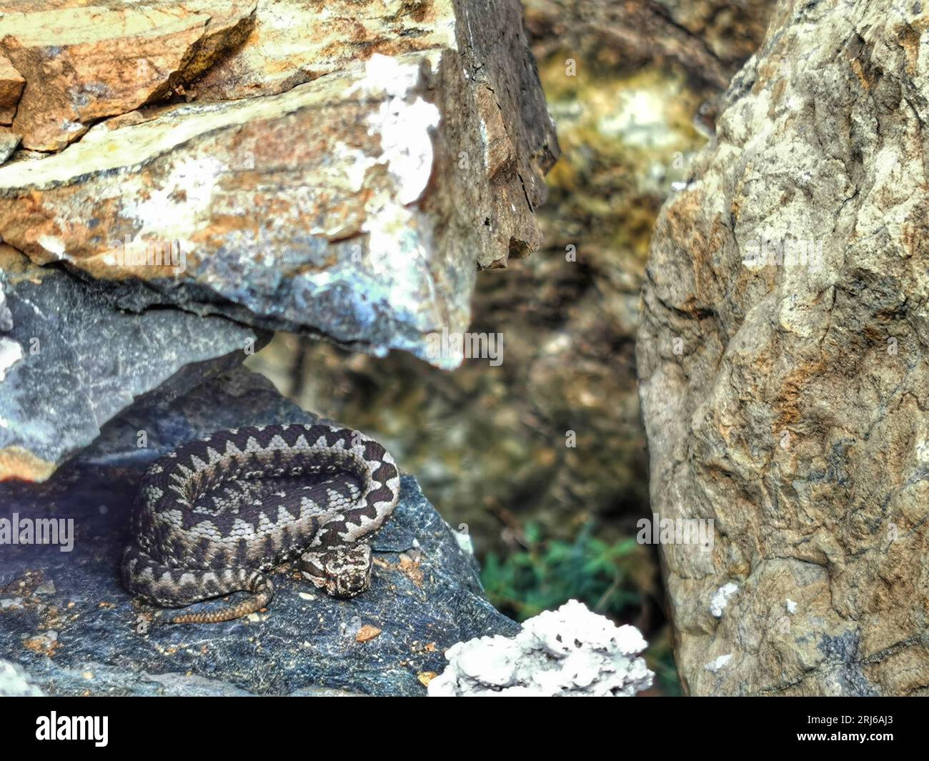 Eine Nahaufnahme einer wachsamen Schlange, die sich in einer Felsspalte einer Steinplatte windet Stockfoto