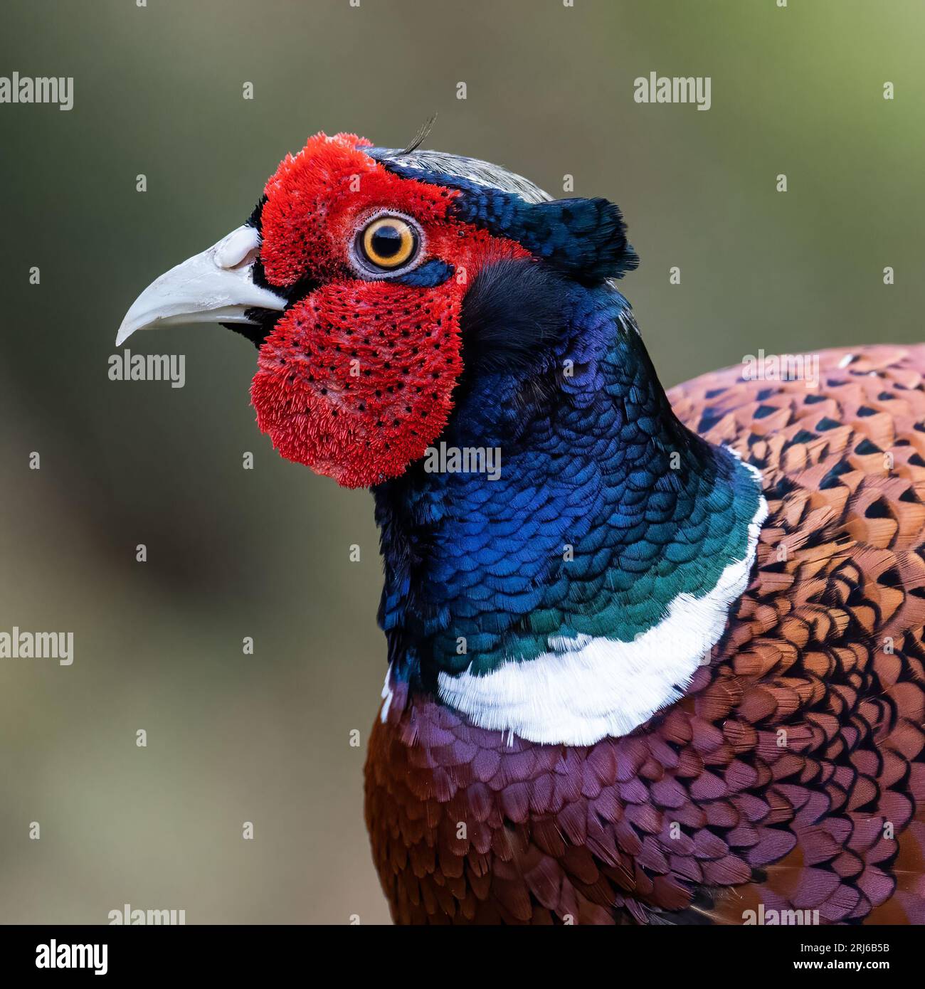 Eine Nahaufnahme eines lebendigen Fasanenvogels mit auffälligem Gefieder in leuchtenden Farben Stockfoto