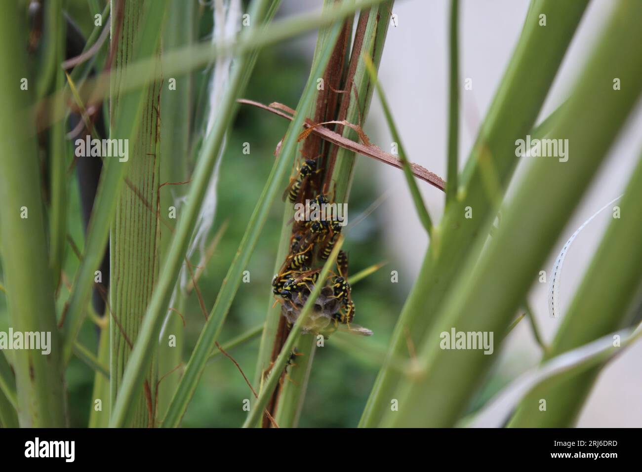 Wespennest, Wespen auf der Palme Stockfoto