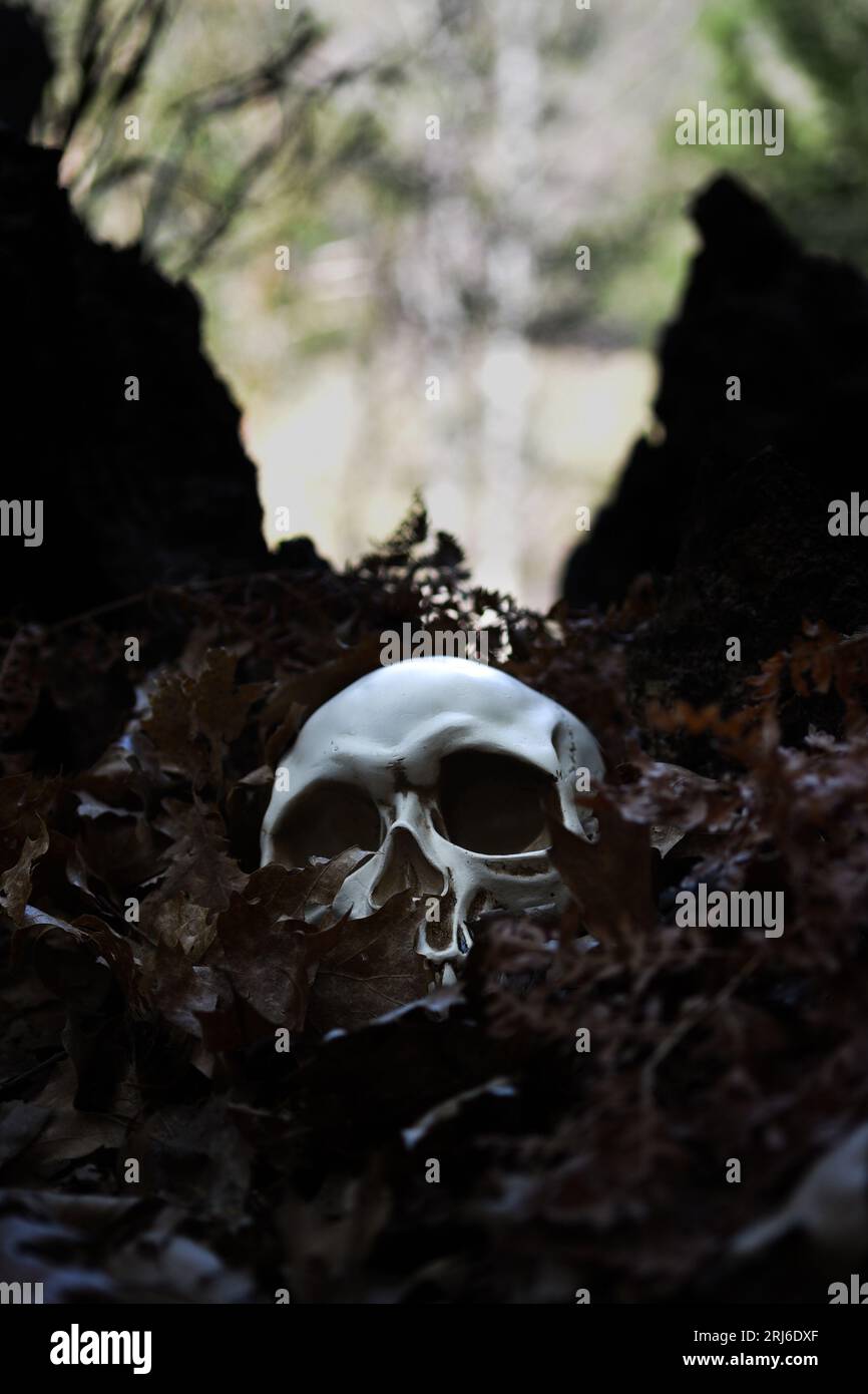 Ein menschlicher Schädel, der auf einem Bett aus trockenen Blättern auf dem Waldboden ruht Stockfoto