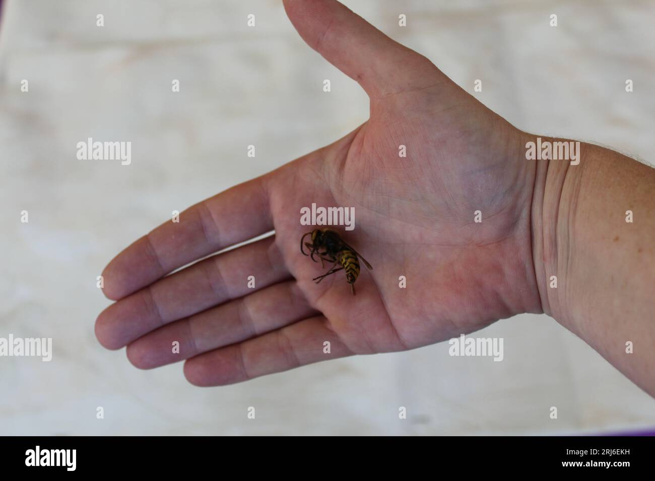 Eine riesige Wespe in der Hand einer Frau Stockfoto