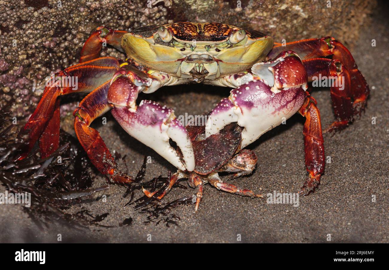 Large Purple Rock Crab - Leptograpsus variegatus - zerquetscht die Schale einer viel kleineren Krabbe. Kannibalismus ist Teil des täglichen Lebens dieser Krabben Stockfoto