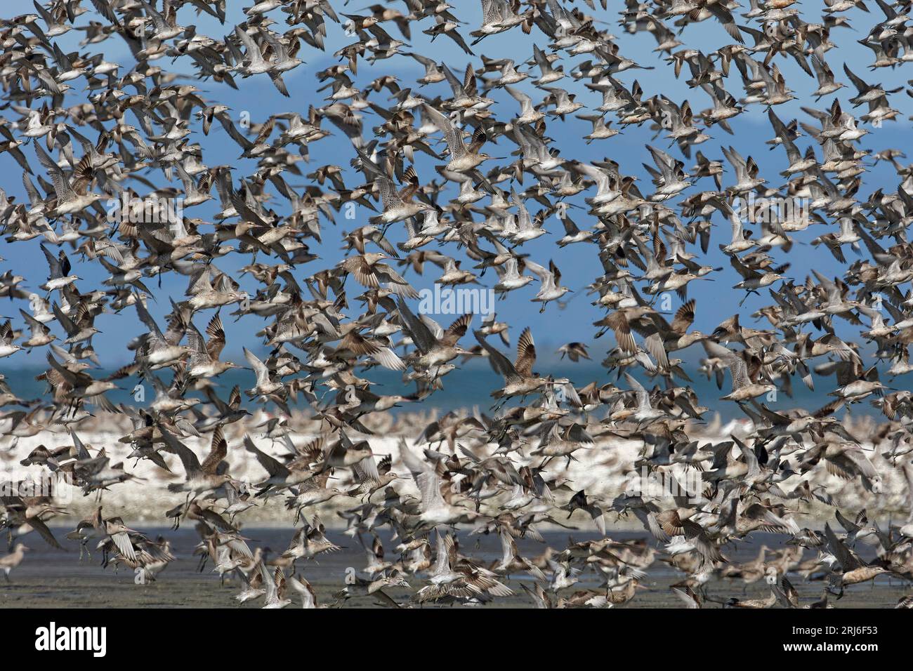 Hunderte von Barschwanzgottwits - Limosa lapponica - gehen in Miranda - Neuseeland gleichzeitig in die Luft. Stockfoto
