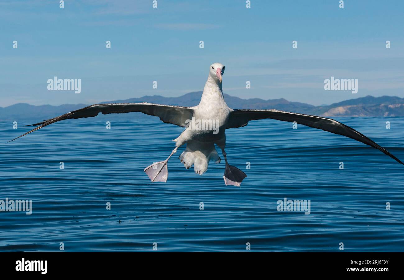 Wandering Albatross - Diomedea exulans - mit der größten Flügelspannweite der Welt; Flügel kommen an Land vor der Kaikoura-Küste in Neuseeland. Stockfoto