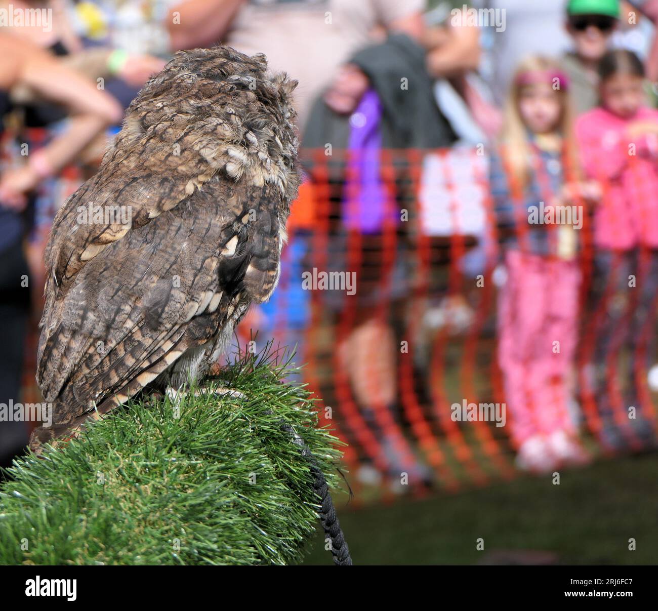 Majestätischer Eulen-Lauch bei der Ashbourne Show, Großbritannien Stockfoto