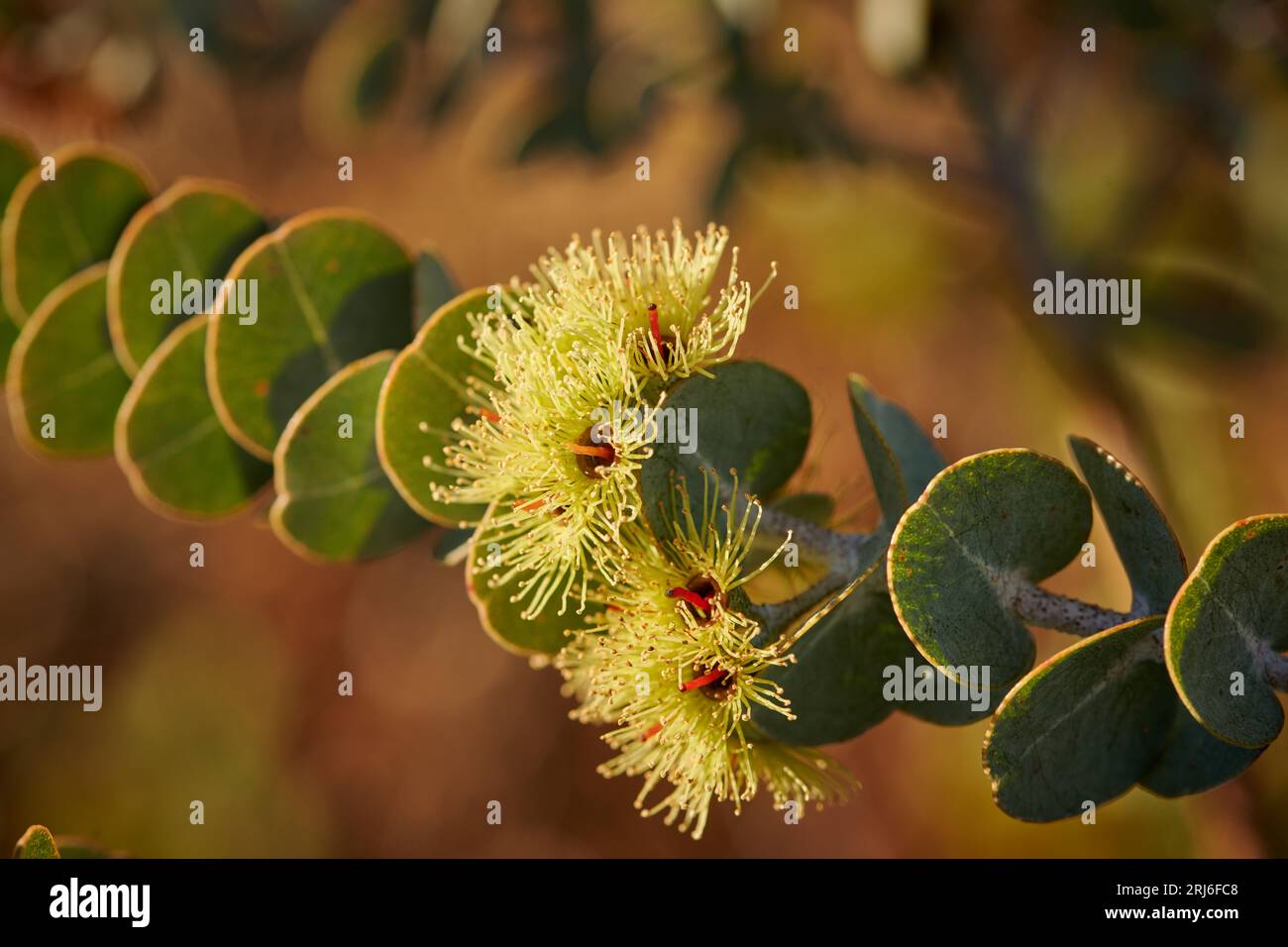 Am späten Nachmittag erleuchtet die Sonne den Stamm und die Blüten eines Buchblatt-Mallee-Baumes. Ein weicher roter/brauner Hintergrund vom roten Boden unten. Stockfoto