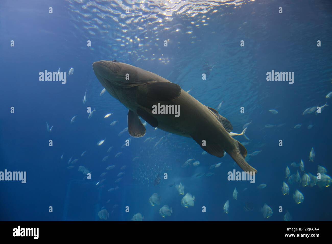 Ein selektiver Fokus eines Atlantischen Goliath-Groupers, der unter Wasser schwimmt Stockfoto