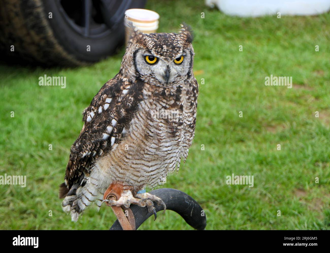 Majestätischer Eulen-Lauch bei der Ashbourne Show, Großbritannien Stockfoto