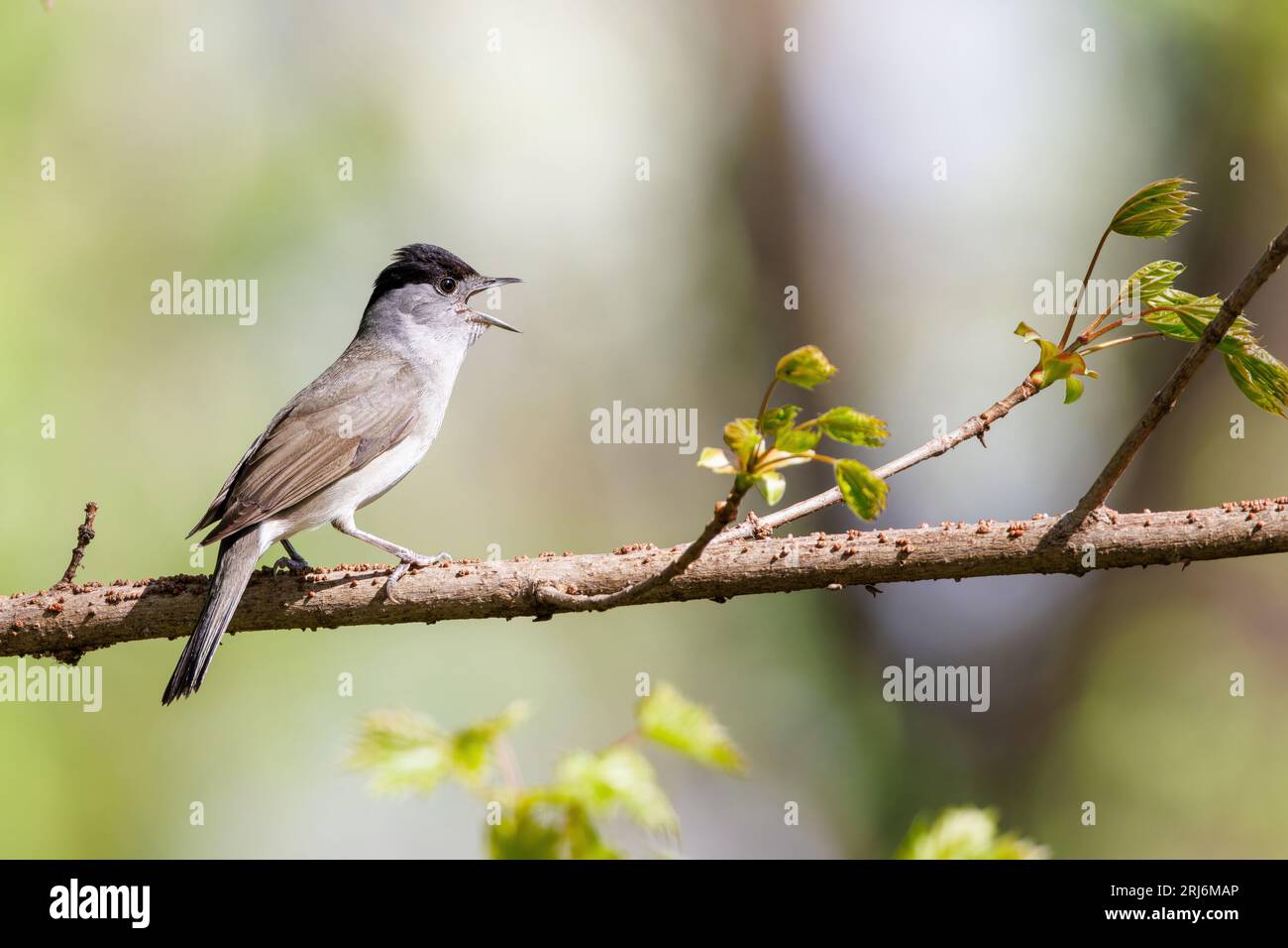 Ein zwitschernder Eurasischer Schwarzhut auf einem Baumzweig. Stockfoto