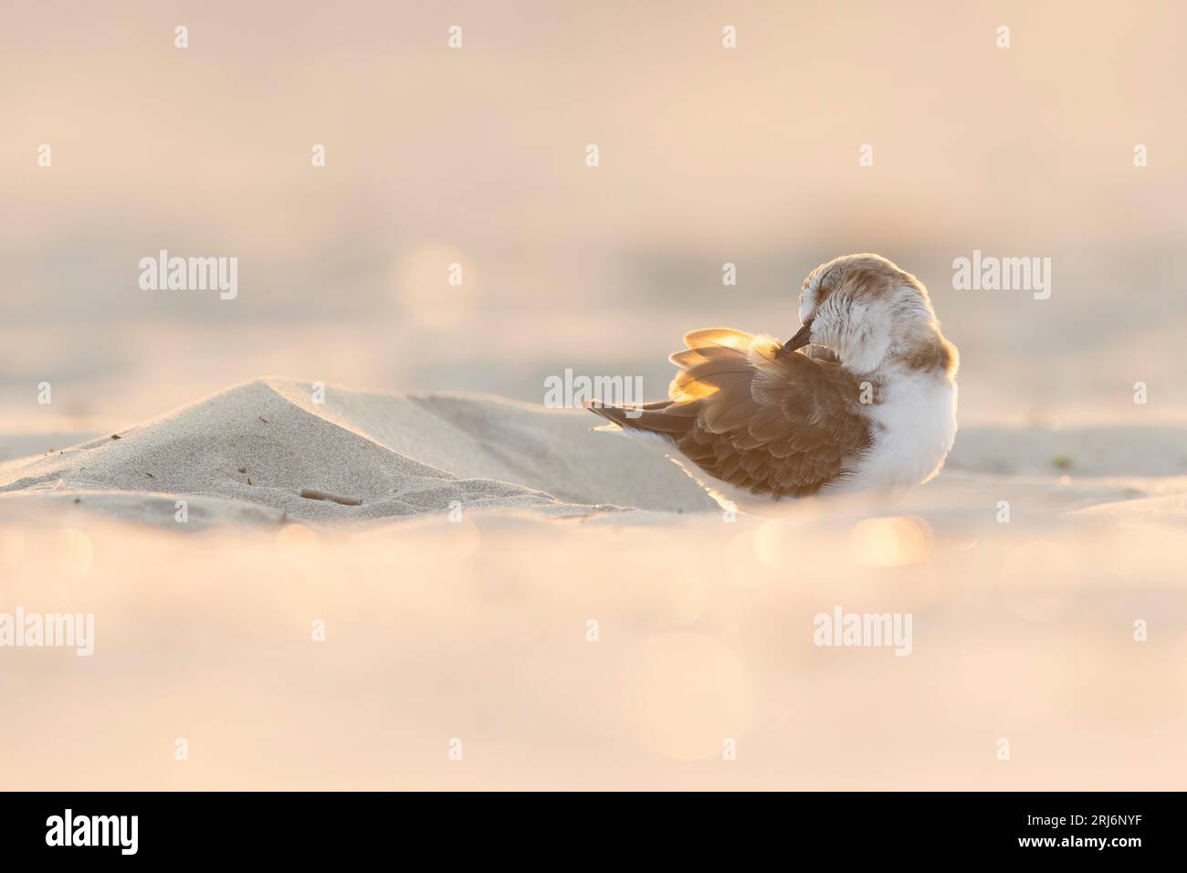 Watvögel oder Strandvögel, kentischpflug (Charadrius alexandrinus) am Strand. Stockfoto