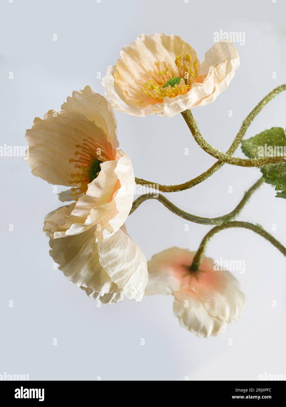 Ein Bild von mehreren leuchtenden Blumen, die sich auf einer reflektierenden Oberfläche befinden und einen auffälligen visuellen Kontrast schaffen Stockfoto