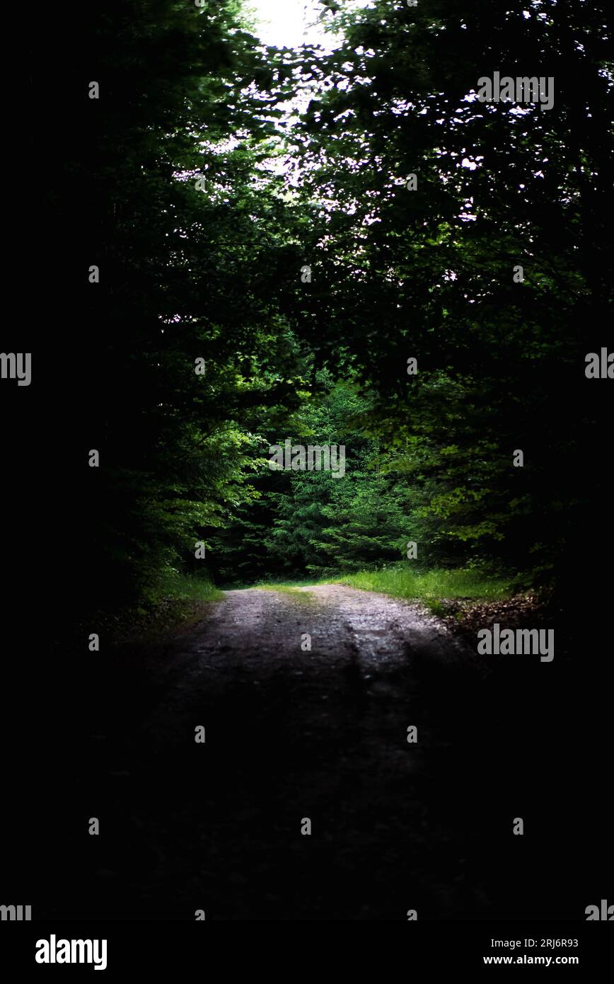 Ein atmosphärisches Bild eines dunklen Weges im Wald, beleuchtet von einem Lichtfleck am Ende Stockfoto