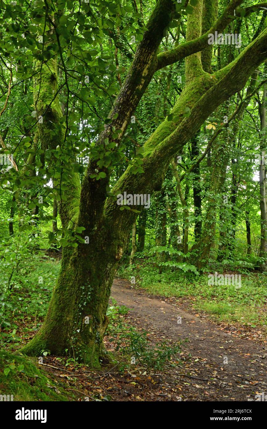 Ein einsamer Baum entlang der Strecke, der im Wentwood-Wald im Porträtformat fotografiert wurde Stockfoto