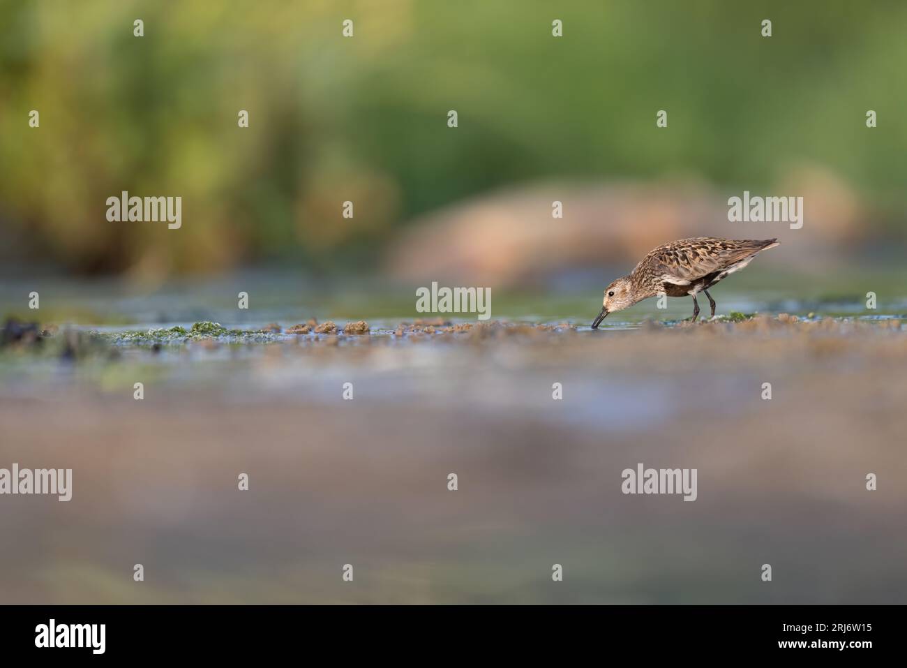 Water oder Shorebird, The dunlin (Calidris alpina) Stockfoto