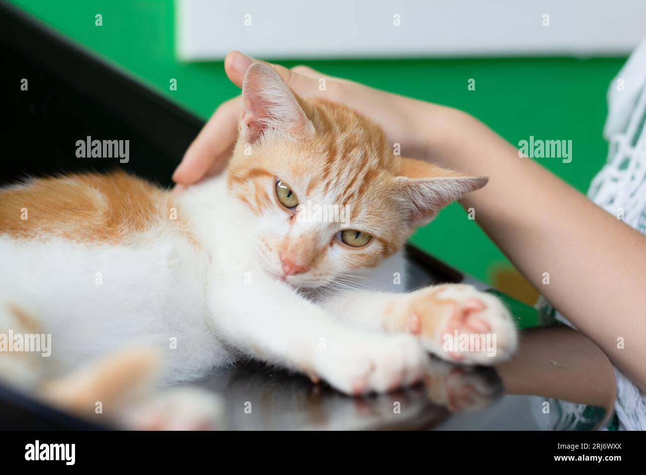 Wunderschönes Kätzchen, das die Zärtlichkeiten seines Menschen genießt. Männliche Hand streichelt Katzenhand, Nahaufnahme. Haustieren. Stockfoto