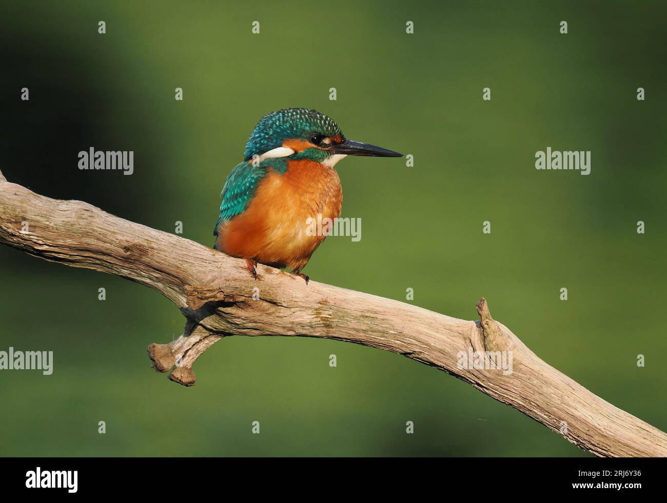 Kingfisher schaut sich gerne Barsche auf ihrem Territorium an, so dass Sie durch regelmäßiges Wechseln die Landungen erhöhen können. Stockfoto
