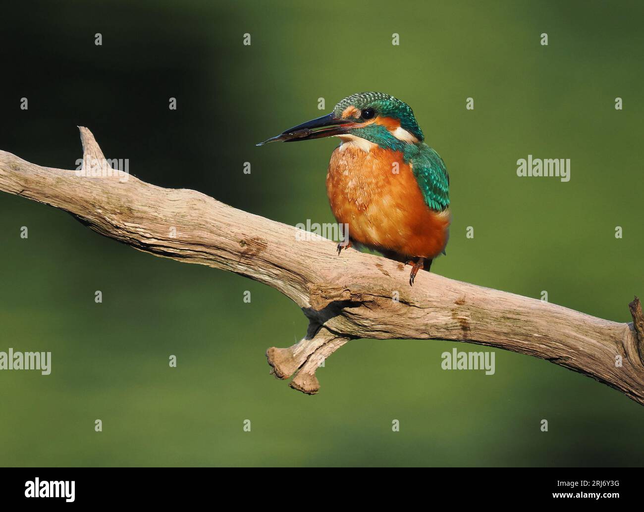 Kingfisher schaut sich gerne Barsche auf ihrem Territorium an, so dass Sie durch regelmäßiges Wechseln die Landungen erhöhen können. Stockfoto
