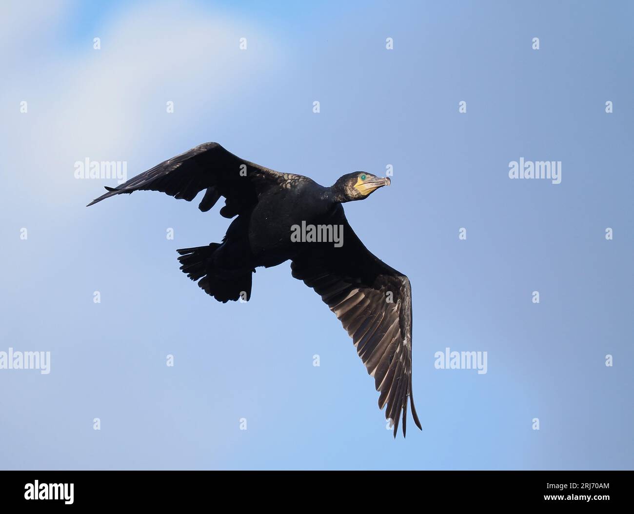 Nach der Züchtung werden sich Kormorane in eine gemeinschaftliche Stätte ausbreiten. Stockfoto