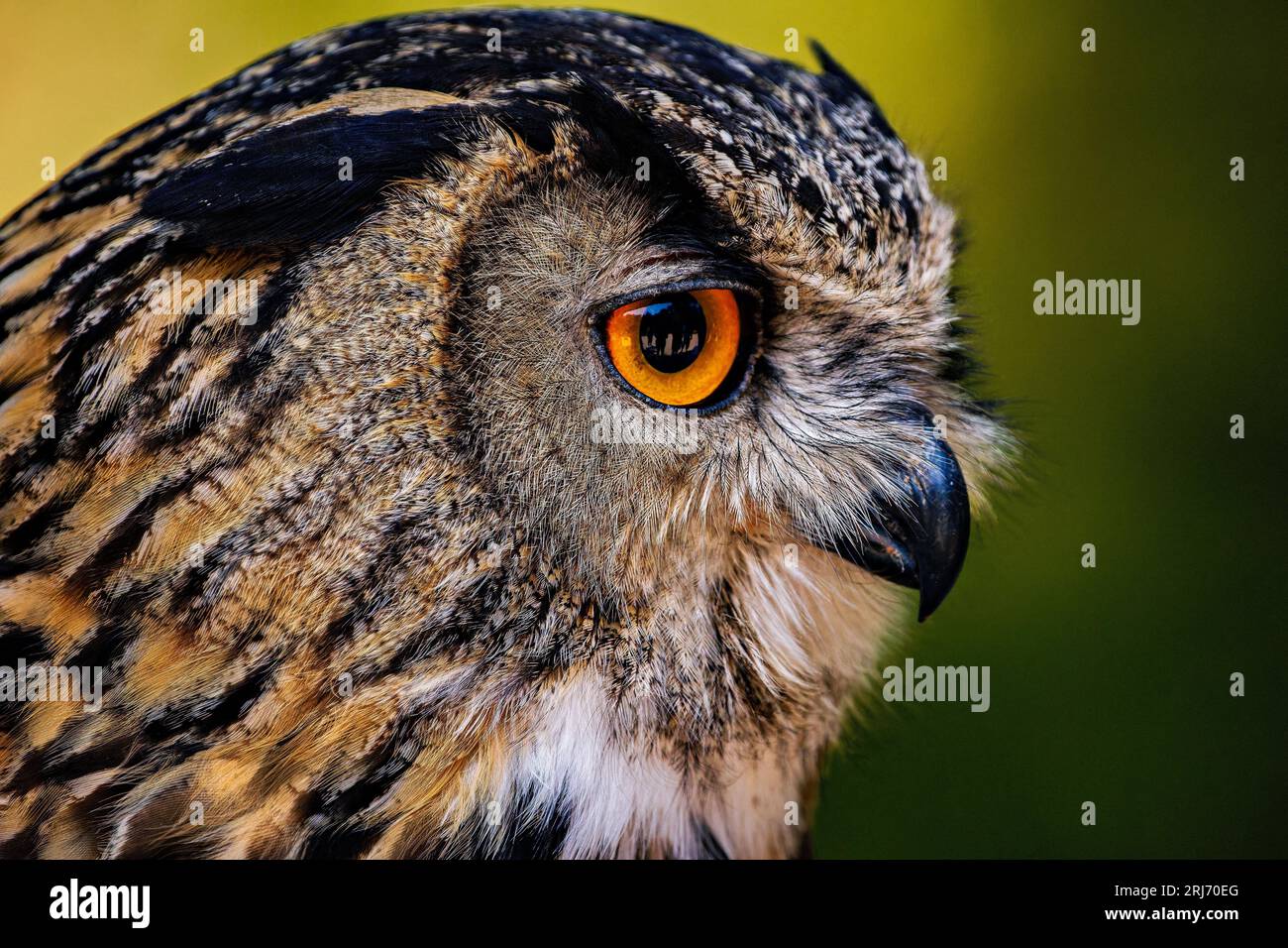 Eine wunderschöne Eule, die auf einem Baumzweig thront, mit ihren leuchtend orangen Augen und goldfarbenen Federn, die sich vom üppigen grünen Laub abheben Stockfoto
