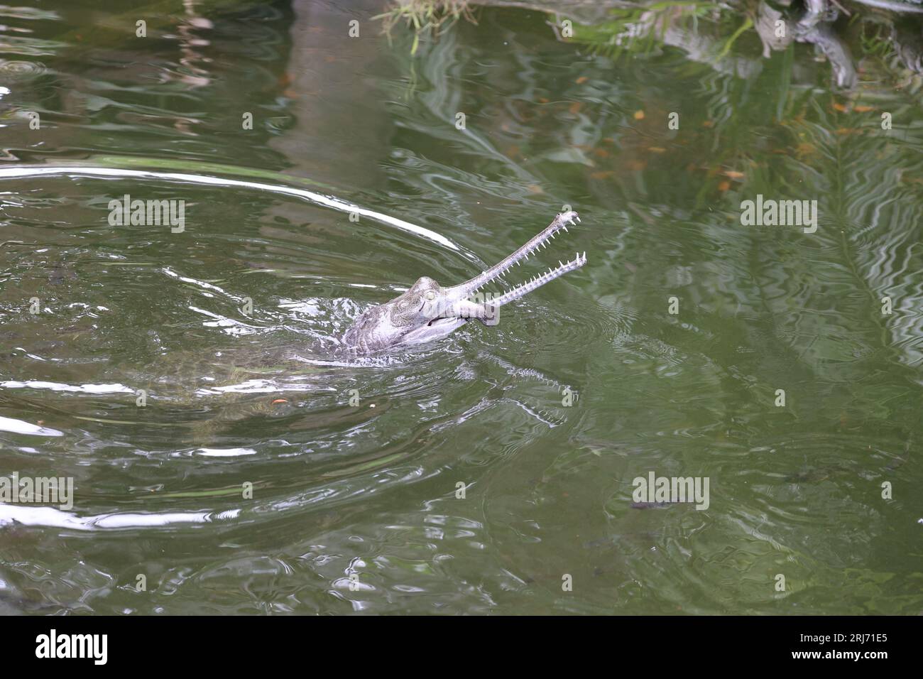Ein kleiner indischer Garial sitzt im Wasser, ein Beutegriff ist in seinem Mund Stockfoto