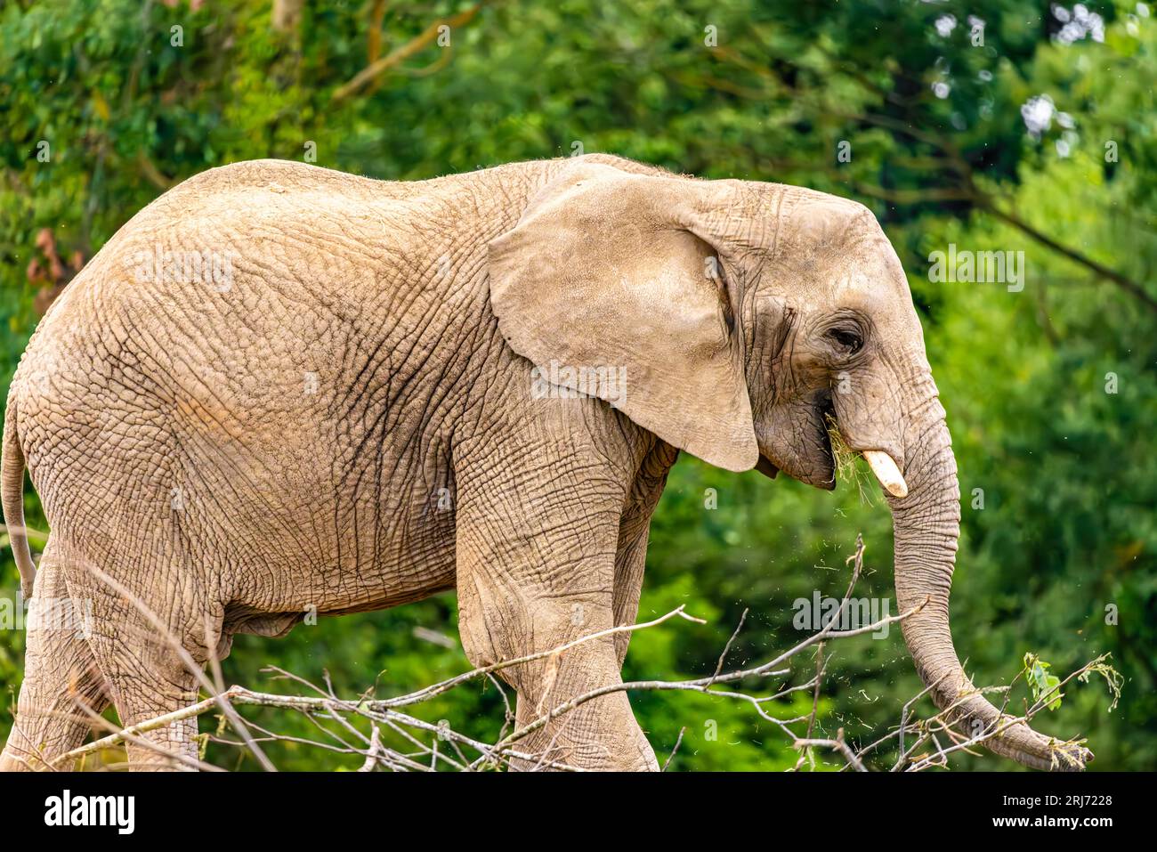 Ein großer majestätischer Elefant, der durch eine üppige Landschaft mit langen Stoßzähnen geht, die über sein Gesicht gelegt sind Stockfoto