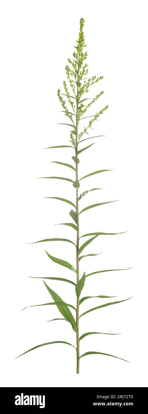 Kanada Goldrute, Solidago canadensis noch nicht in Blüte isoliert auf weißem Hintergrund Stockfoto