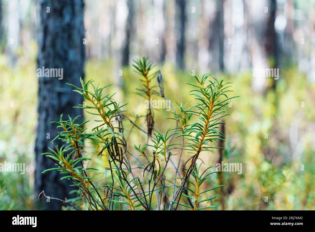 Andromeda polifolia, gebräuchlicher Name Moor-Rosmarin, ist eine Art blühender Pflanze in der Heidefamilie Ericaceae Stockfoto