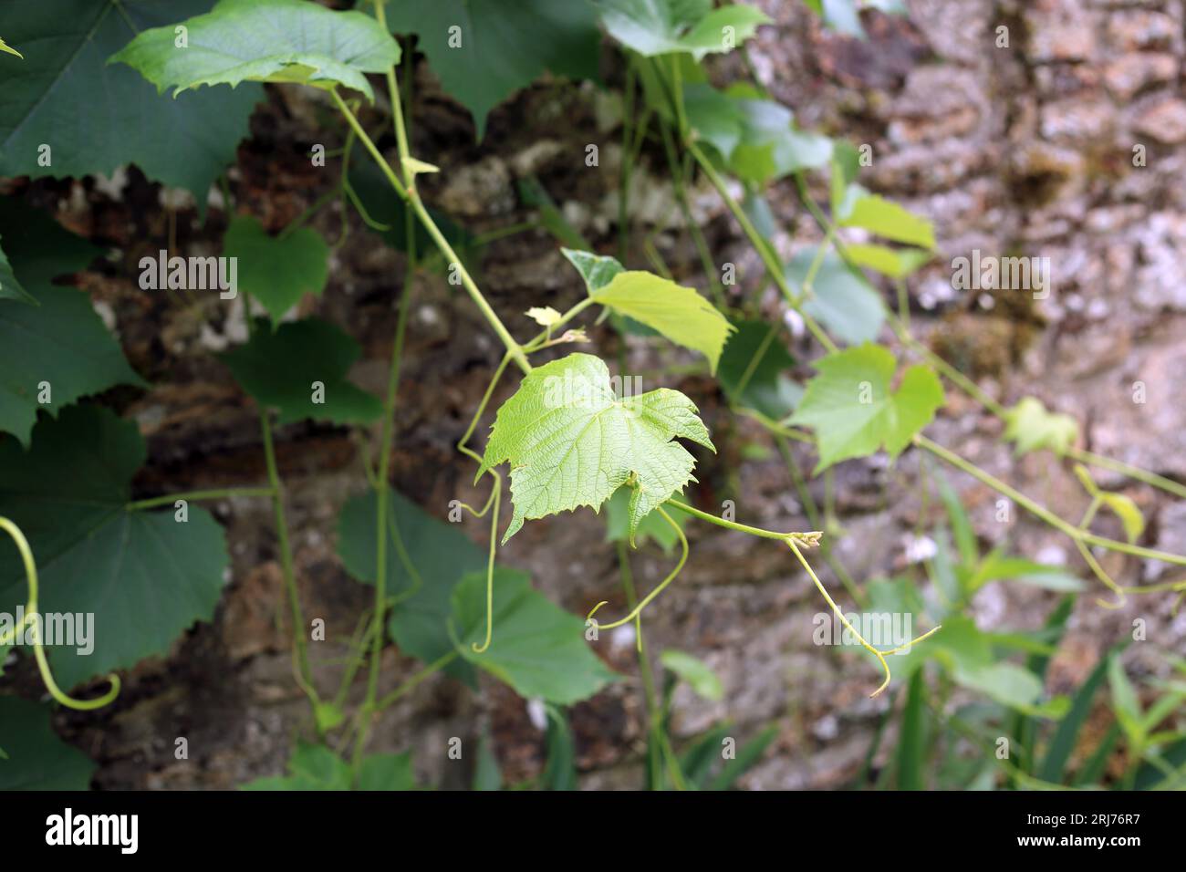 Weinblätter, die über die Gartenwand in Chemin Hent AR Derven Gwer, Fournevay, Sarzeau, Morbihan, Bretagne, Frankreich Stockfoto