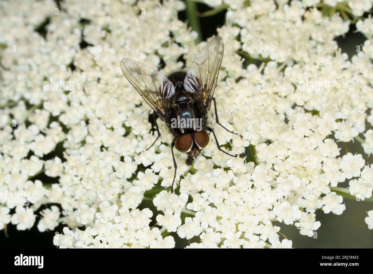 Graphomya maculata Familie Muscidae Gattung Graphomya Fliegenwild Natur Insektentapete Stockfoto